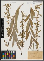 Foto von Salix alba L.
